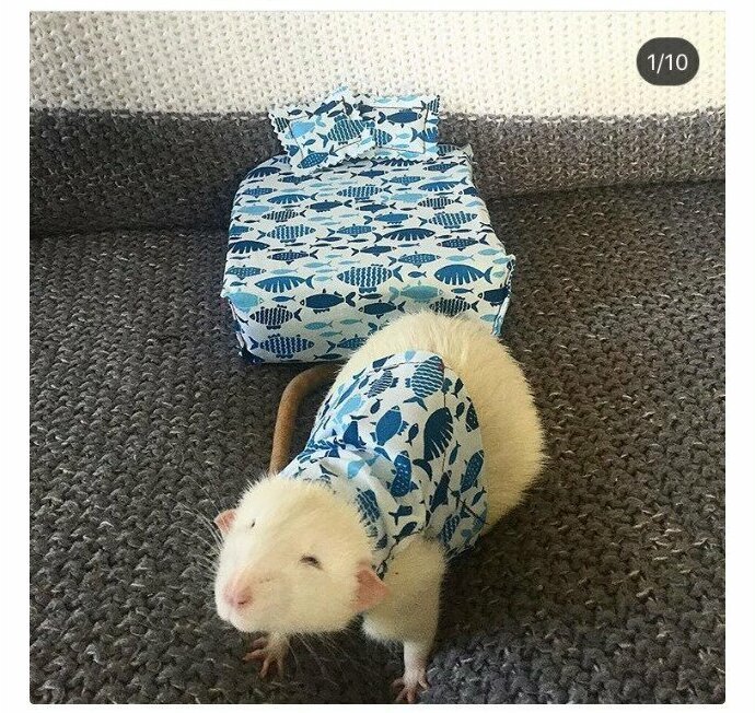 Крыски в пижамках