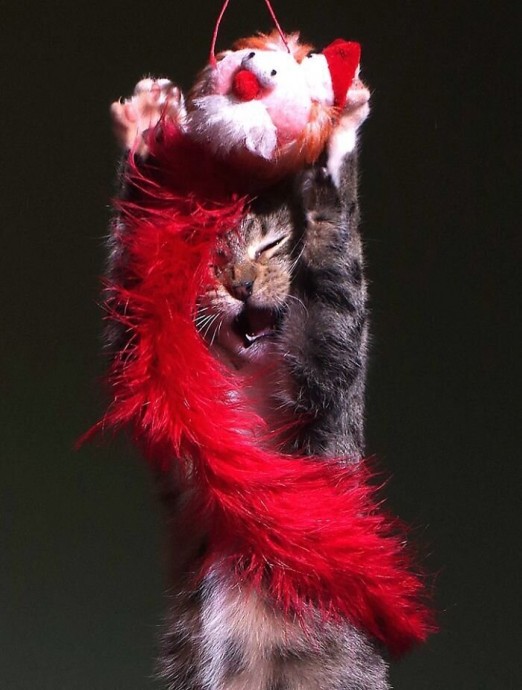 Самые забавные фото "танцующего" кота