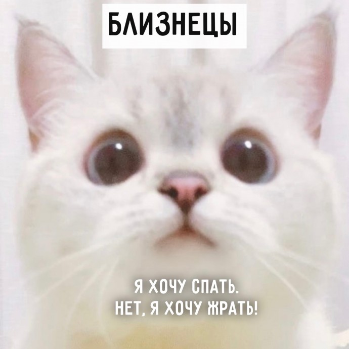 А какой ты котик?