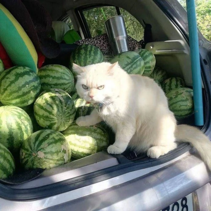 Чем сварливее кот, тем он смешнее.