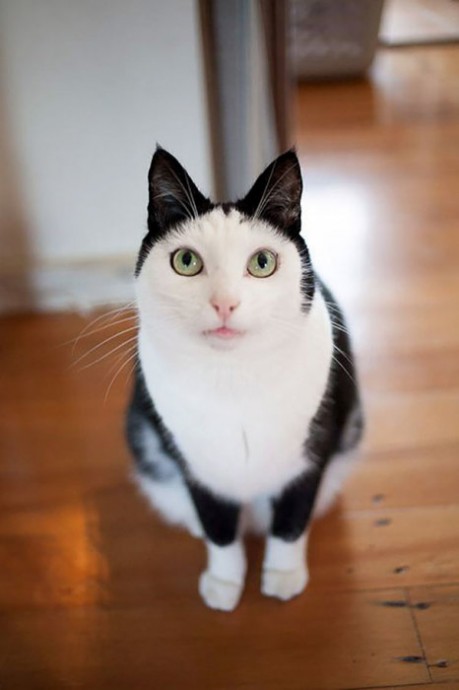 Фотографии кошек весьма неожиданных окрасов, которые обязательно вызовут улыбку