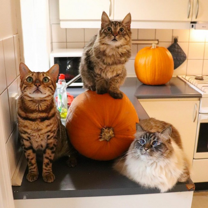 Как проходил Хэллоуин в семье котовладельцев