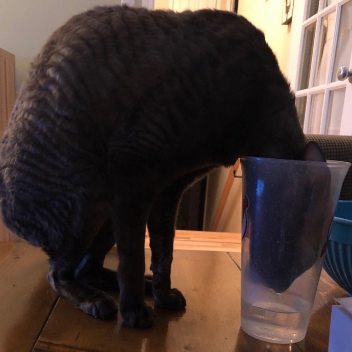 Когда стакан наполовину кот.