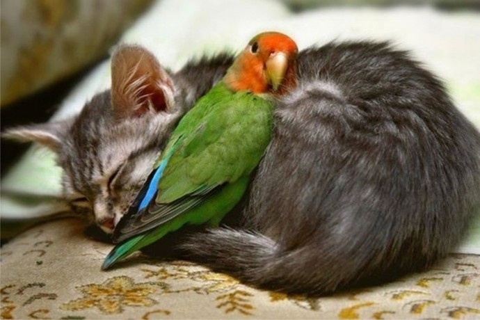Даже кошки могут быть лучшими друзьями с птицами