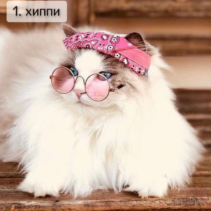 Коты-неформалы