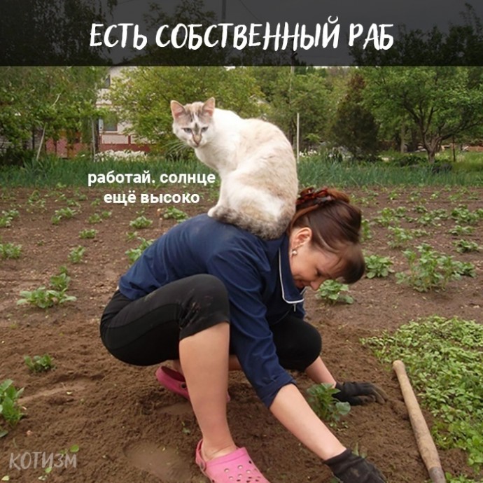Плюсы быть котом