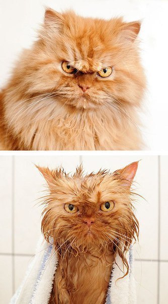 Если твой кот тебя пугает, просто добавь воды