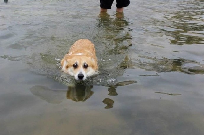 Не все любят воду