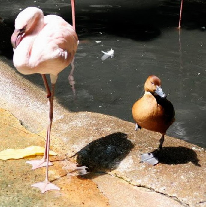 Утки, которые считают себя фламинго