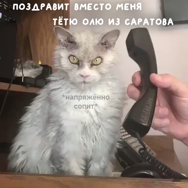 Срочно ищу кота, который