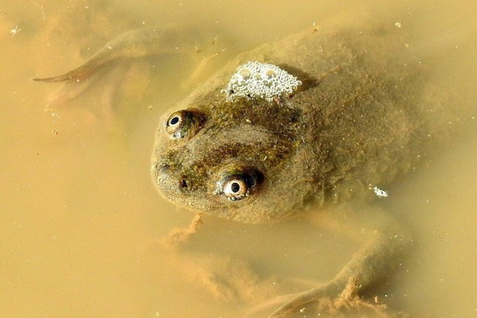 Улыбчивая голенькая лягушка
