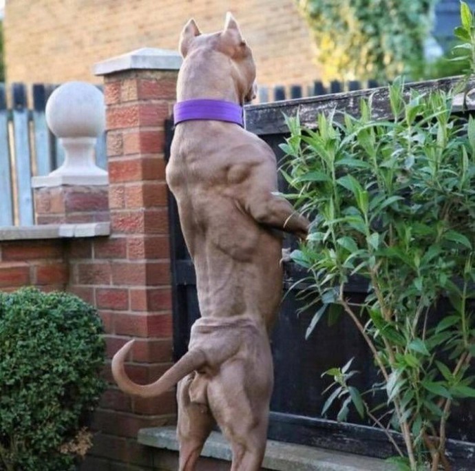 Животные на фотографиях выглядят как настоящие культуристы