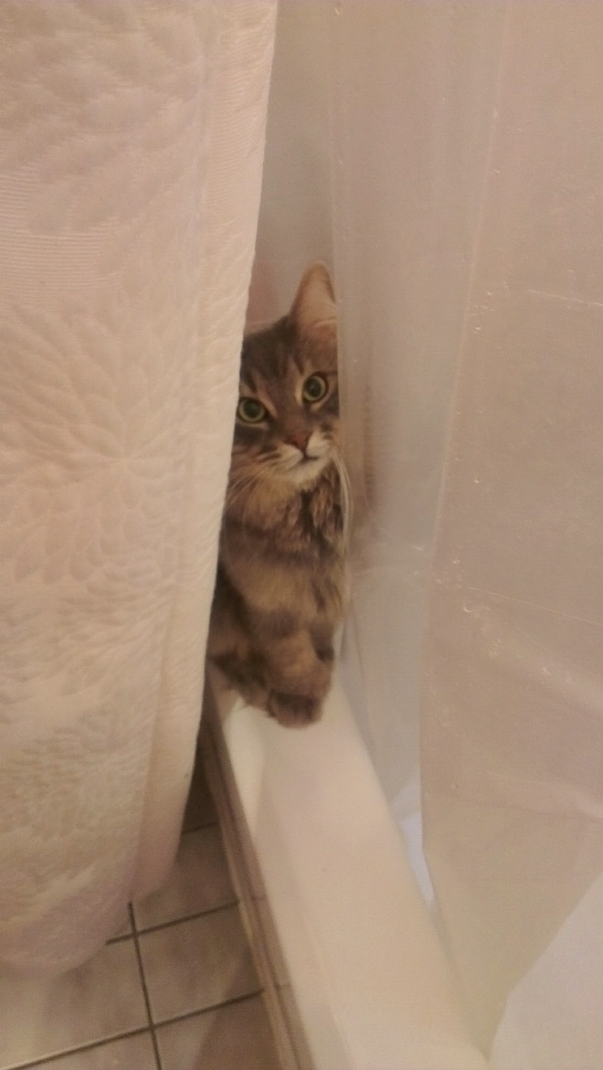 Бесстыжий кот. Кот нагадил на шторы. Бесстыжие коты. Мем кот плюется пухом.