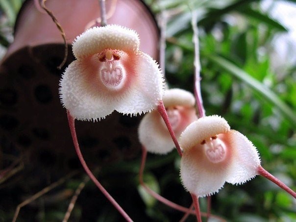 Орхидеи, которые умеют притворяться