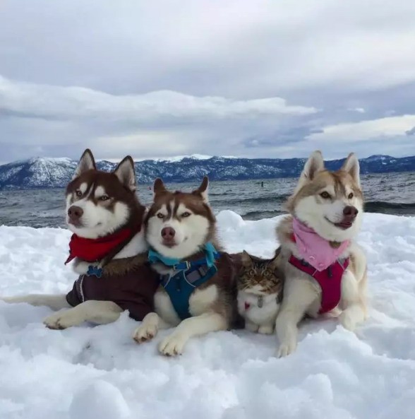 Кошка Рози, которая считает себя хаской.