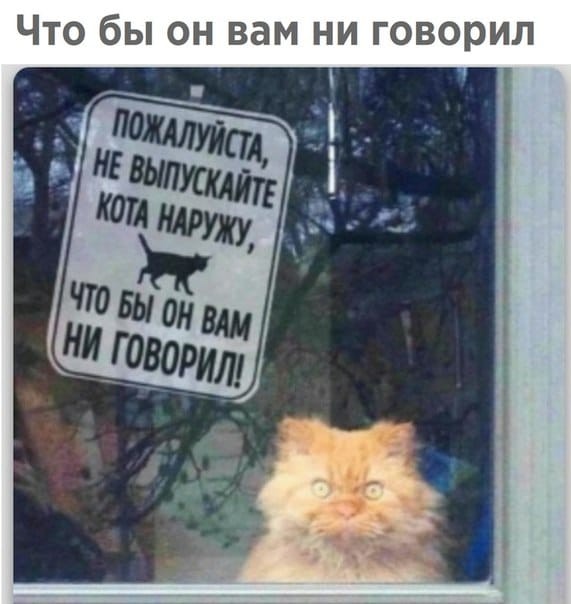 Коты с нечистыми намерениями