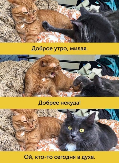 Мимика, которой можно только позавидовать