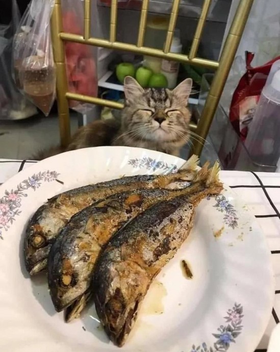 Рыбка моя