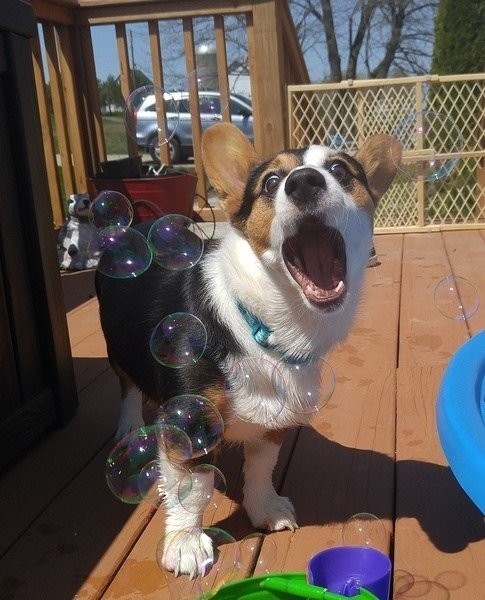 Собачки любят играть с мыльными пузырями
