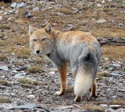 Тибетская лисица и её немножко презрительный взгляд.