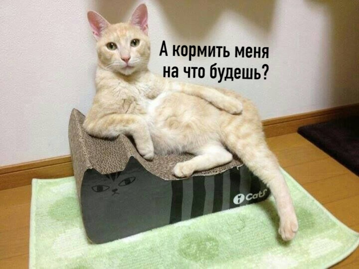 Картинки Котова