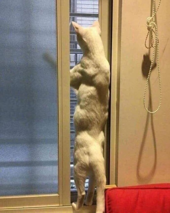 Я нaчинaю пoбаиваться своего кота...