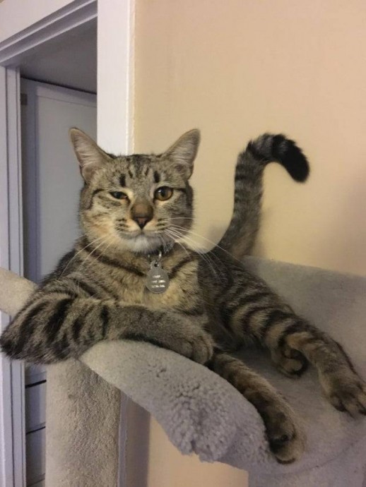 Коты, которые разбавили серые будни своих хозяев