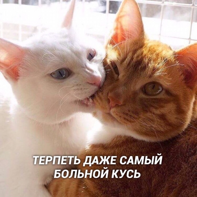 Любовь - это