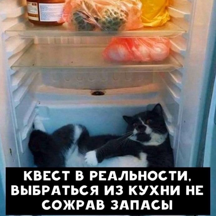 "Почувствуй себя котом"