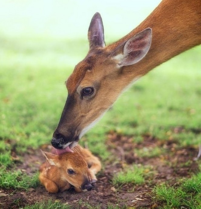 Самые удивительные фотографии National Geographic