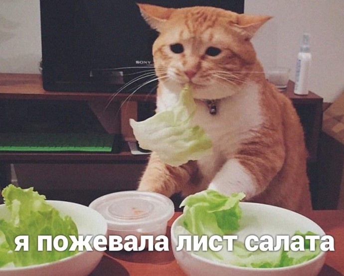 Щас бы салатика...с сухариками, помидорками, мясом и майонезом)