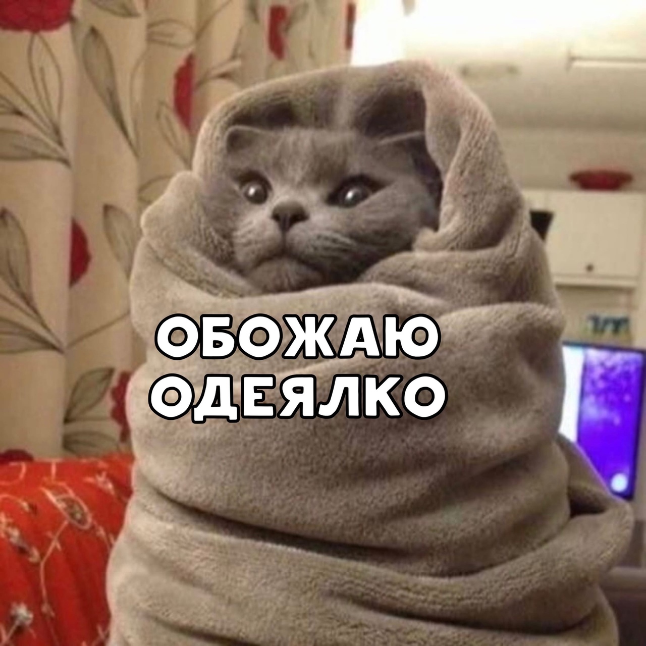 Мерзлячка. Кот в одеяле. Кот в пледе. Бррр холодно. Доброе утро одевайтесь теплее.