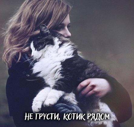 Кошка – твой лучший психолог