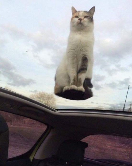 Кошки, которые не соблюдают закон гравитации...