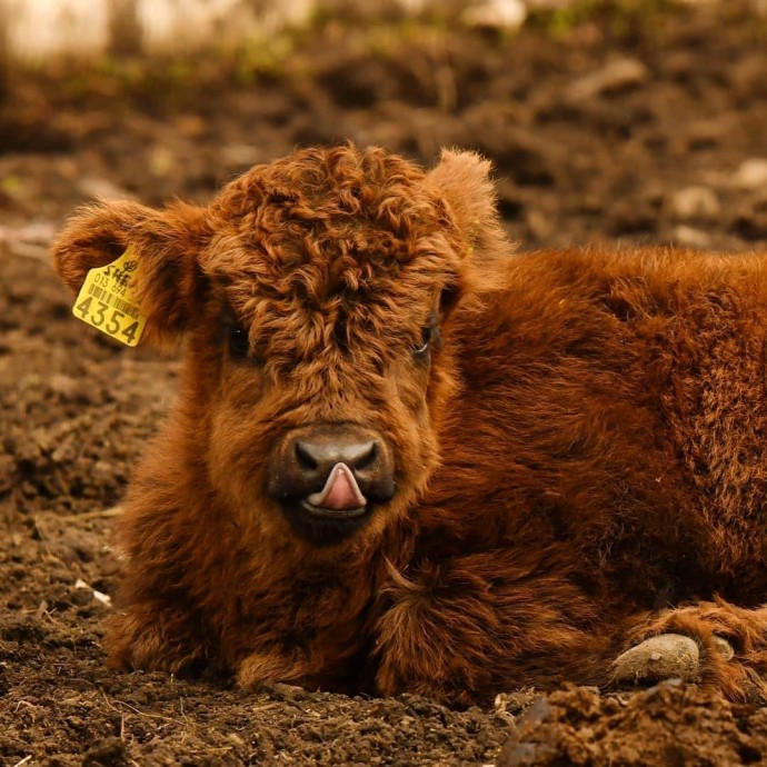 Кучеряшки