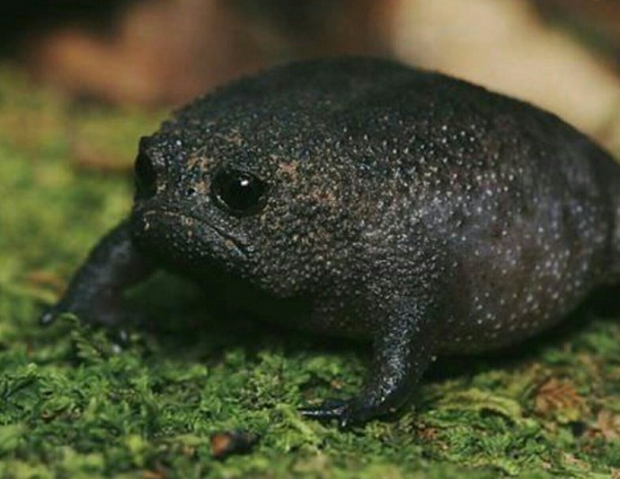 Настроение: чёрная дождевая лягушка - самое грустное земноводное!