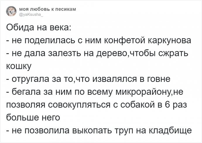 Странности, которые люди запретили собакам, а те обиделись