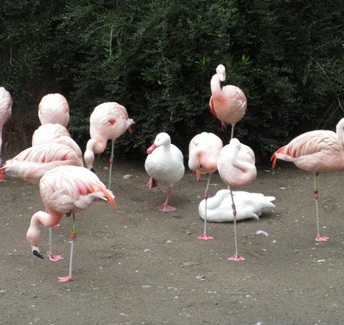 Утки, которые считают себя фламинго