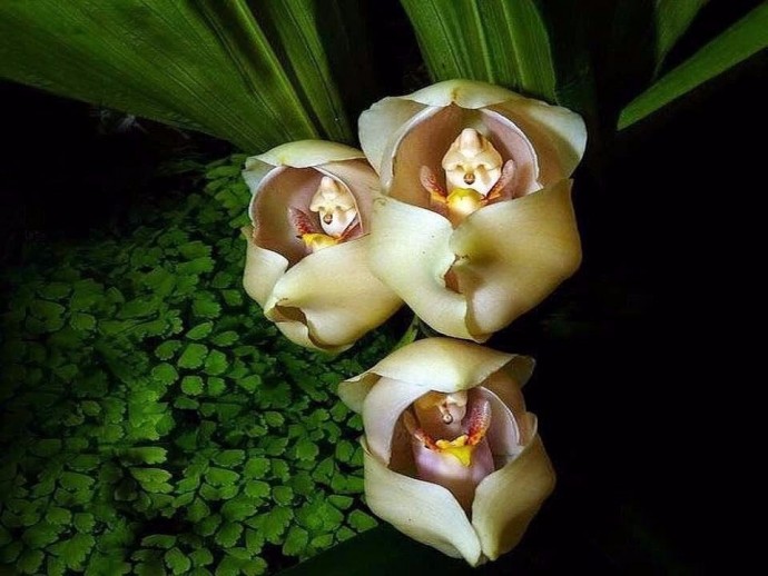 Вот такие забавные орхидеи