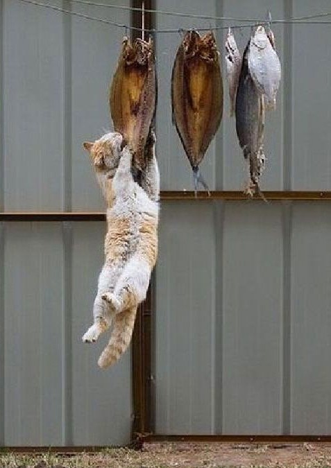 Кот рыбоспер