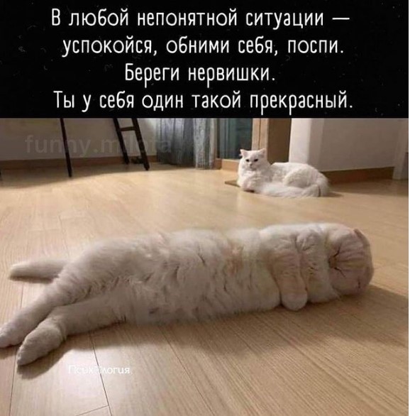 Забавные животные, которые вызовут у вас улыбку