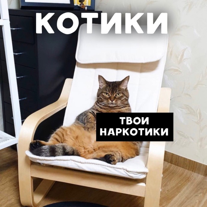 Как нужно рекламировать котиков)