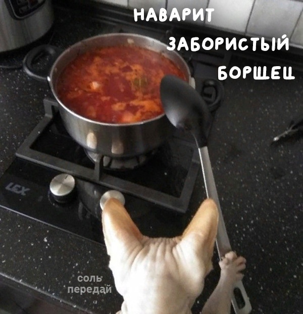 Срочно ищу кота, который