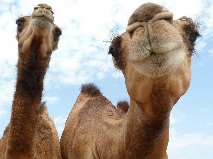 Забавные верблюдики
