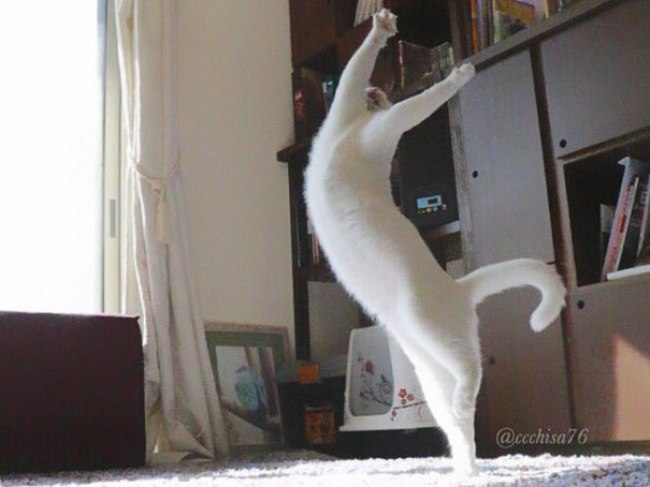 Даже кот умеет танцевать