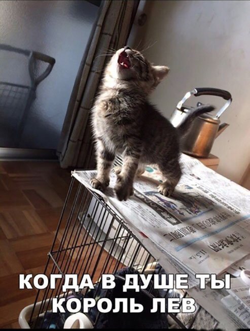 Котопост