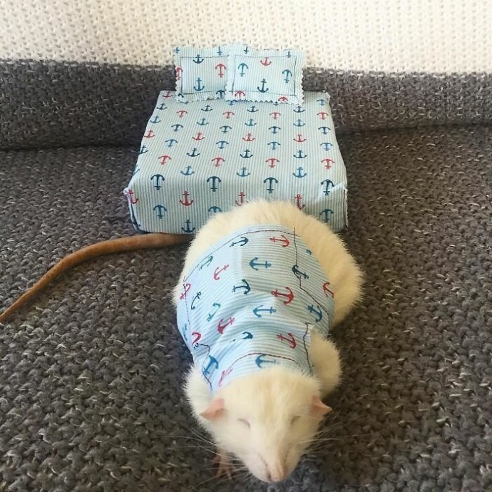 Крыски в пижамках