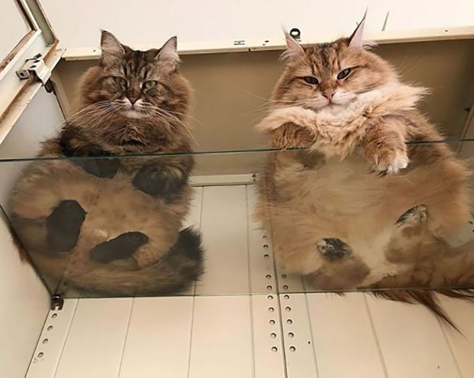 Почему стеклянный стол необходим каждому, у кого есть кот