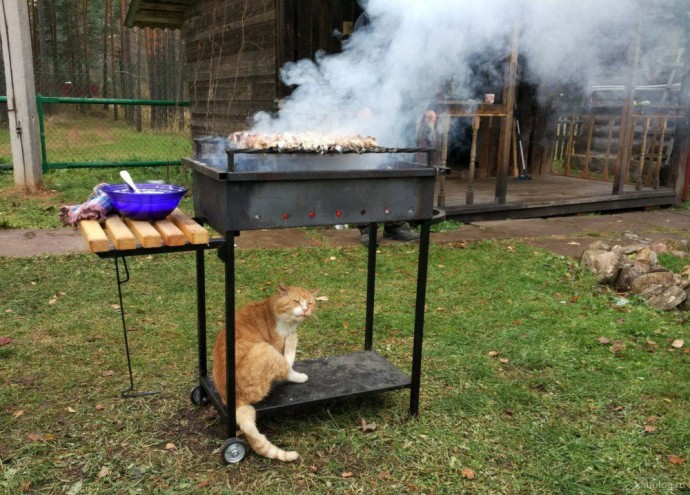 Кот не проследит - шашлычок сгорит!