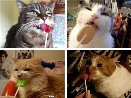 Коты с необычными вкусовыми пристрастиями